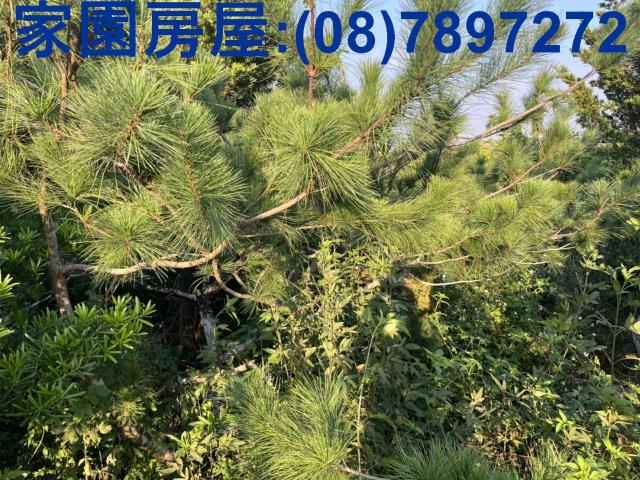 內埔農地-0