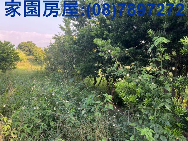 內埔農地-3