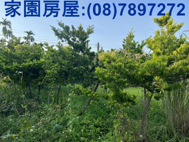 內埔農地-4