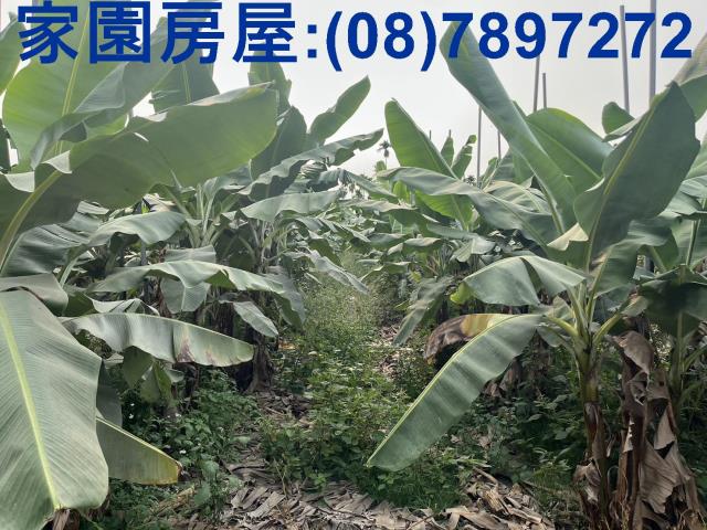 萬丹農地-1