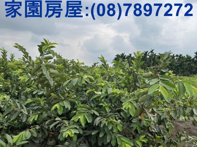 潮州農地-1