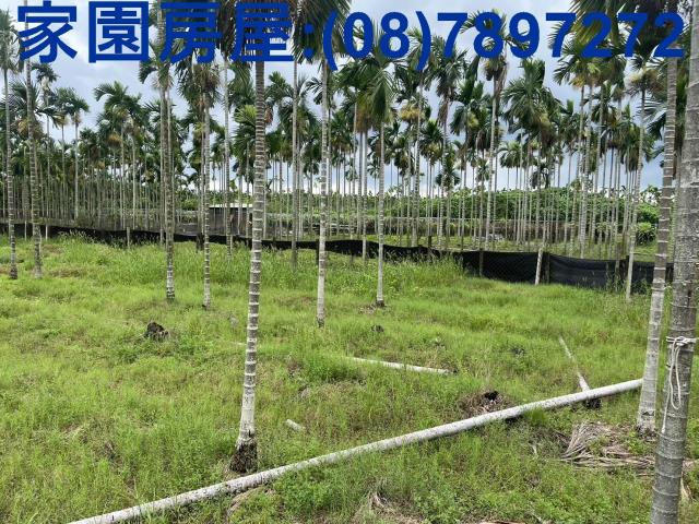 新埤農地-1