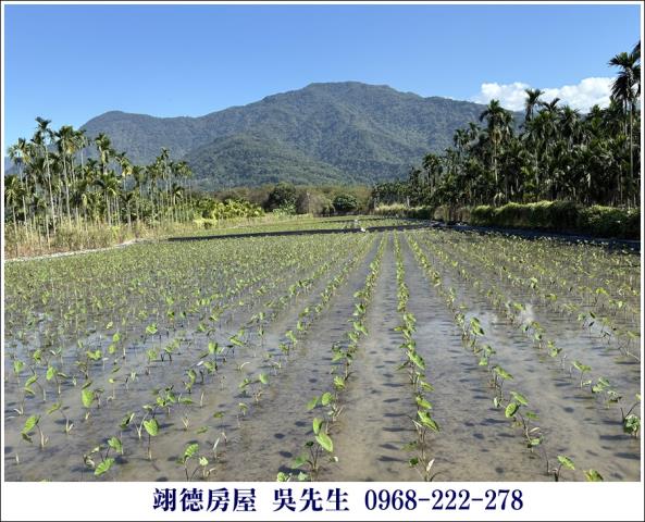 高樹農地-1