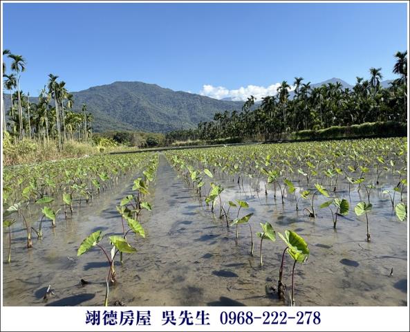 高樹農地-3