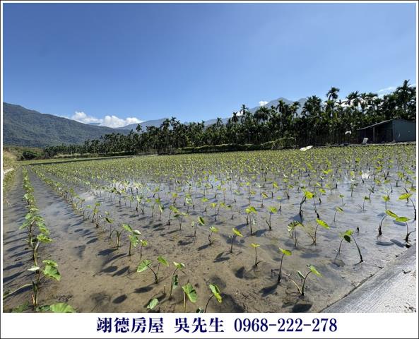 高樹農地-5