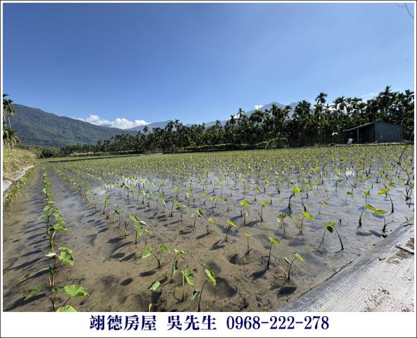 高樹農地-6