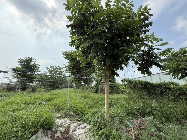 九如農地-2