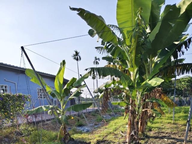 鹽埔農地-1