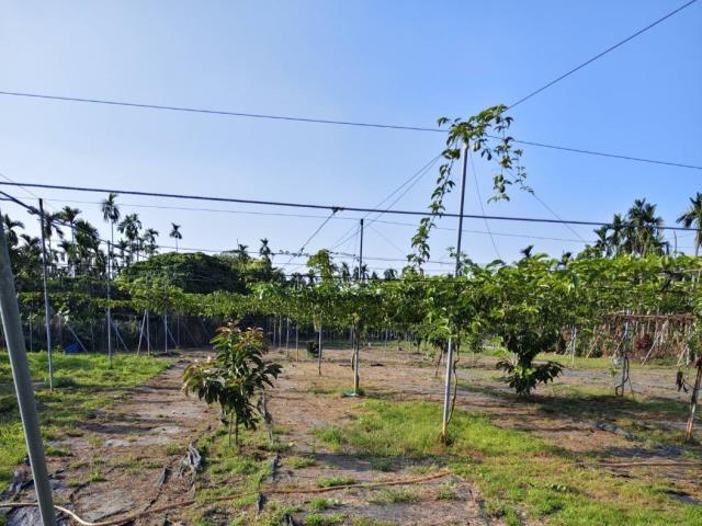 鹽埔農地-2