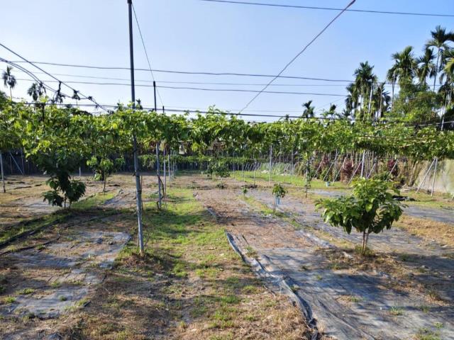 鹽埔農地-3