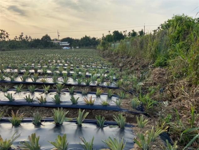 內埔農地-2