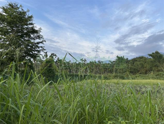 內埔農地-6