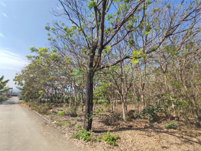 屏東農地-4