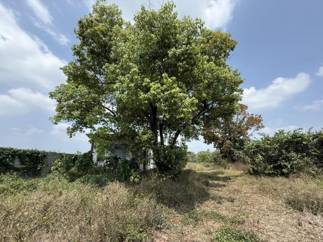 屏東農地-5