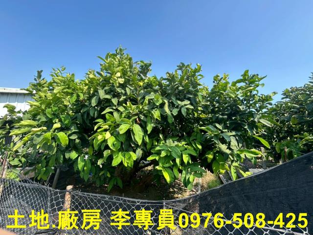 屏東農地-0
